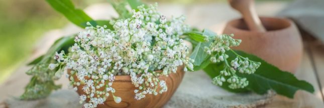 La valériane, une plante anti-stress