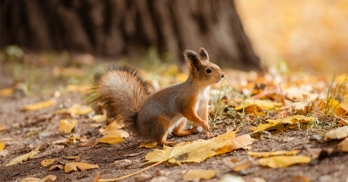 10 animaux d'automne à observer lors de vos balades