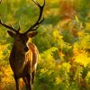 Petite balade en Europe parmi les couleurs d'automne