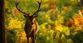 Petite balade en Europe parmi les couleurs d’automne