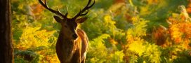 Petite balade en Europe parmi les couleurs d'automne