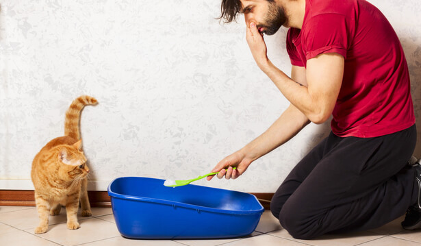 Urine de chat : les astuces pour éliminer l'odeur