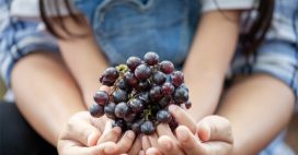 Comment faire germer un pépin de raisin ?