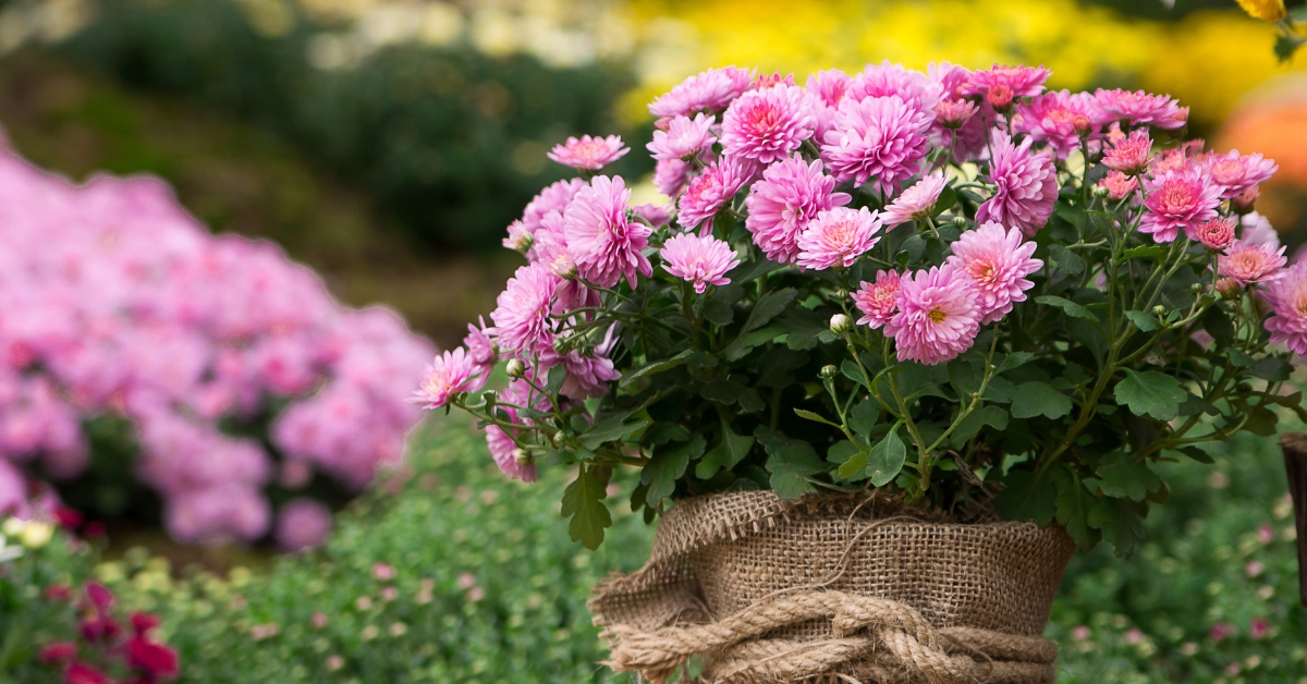 Chrysanthèmes : comment les bouturer et les conserver