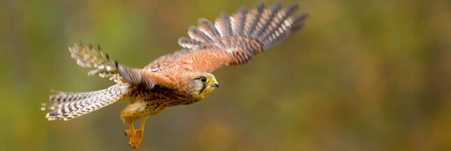 Dans la famille biodiversité ordinaire, protégeons le faucon crécerelle