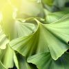 Découvrez les feuilles du Ginkgo, l'arbre de jouvence aux vertus exceptionnelles