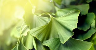 Découvrez les feuilles du Ginkgo, l'arbre de jouvence aux vertus exceptionnelles