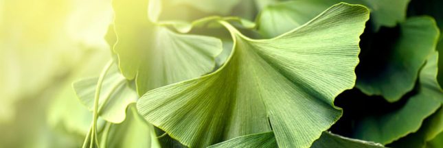 Les feuilles de ginkgo et leurs bienfaits