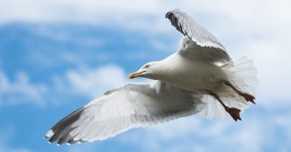 Dans la famille biodiversité ordinaire, protégeons le goéland argenté