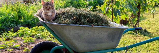 Le paillage potager en automne