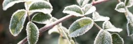 Protéger son jardin de l’hiver : ces gestes essentiels contre le froid