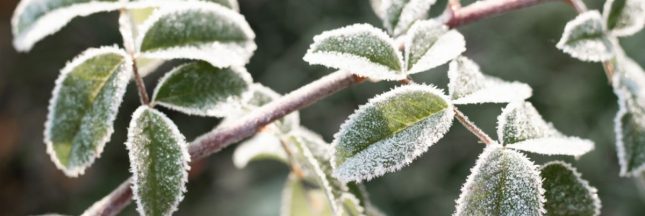 Protéger son jardin de l'hiver : ces gestes essentiels contre le froid