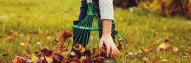 Que faire au jardin en novembre : les gestes essentiels au jardin bio