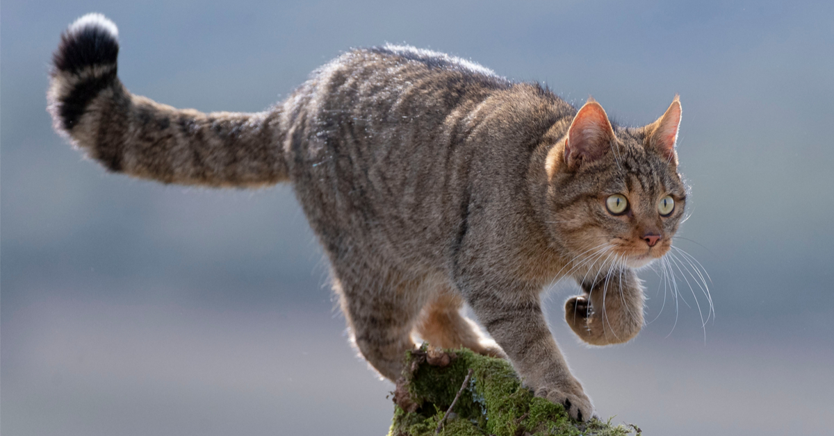 Une Nouvelle Espece De Felins Sauvages Dans L Herault