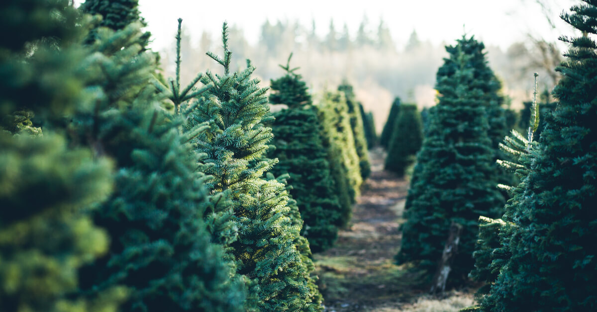 Les Sapins De Noel Sont Ils Un Produit Essentiel