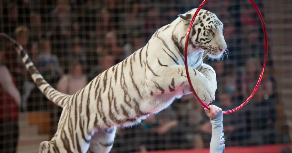 Zoo D Amneville Clap De Fin Pour Tiger World Le Spectacle De Tigres