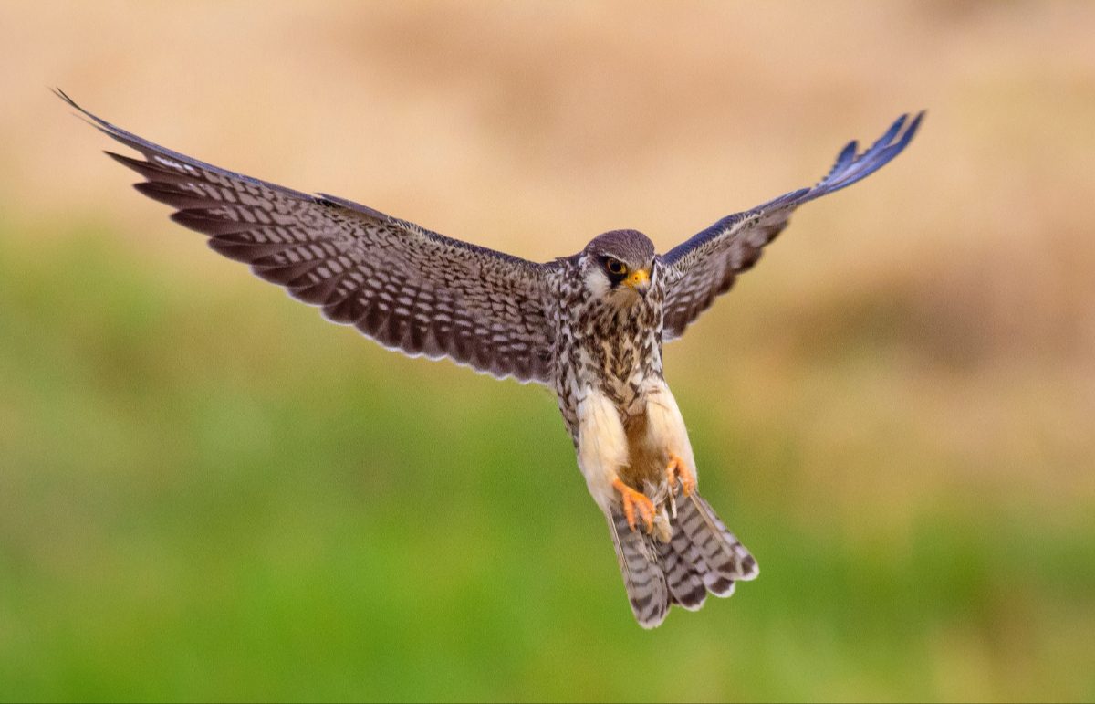 Dans la famille biodiversité ordinaire, protégeons le faucon crécerelle