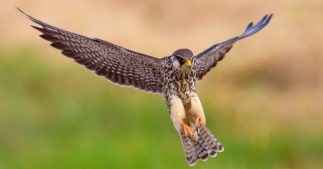 Dans la famille biodiversité ordinaire, protégeons le faucon crécerelle