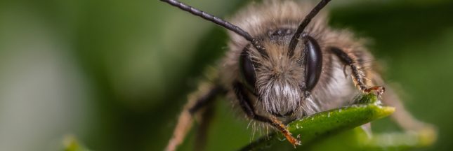 une abeille osmie