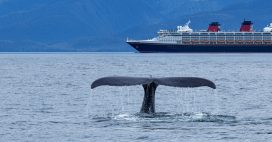 L’Islande autorise finalement la chasse à la baleine en 2024
