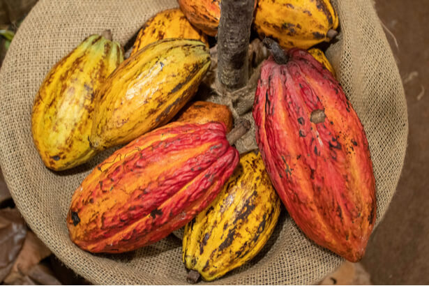cacao equitable