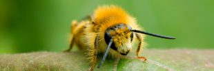 Un quart des espèces d'abeilles semblent avoir disparu