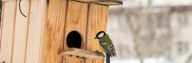 Installer un nichoir au jardin : les règles à respecter pour aider les oiseaux