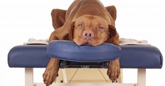 Cellules souches : quand et comment les utiliser pour traiter l'arthrose du  chien