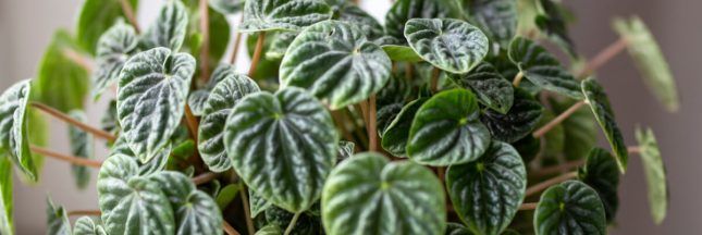 peperomia