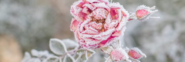 que faire au jardin en janvier