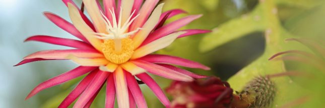 Entretien, culture : comment bichonner les cactus grimpants Selenicereus