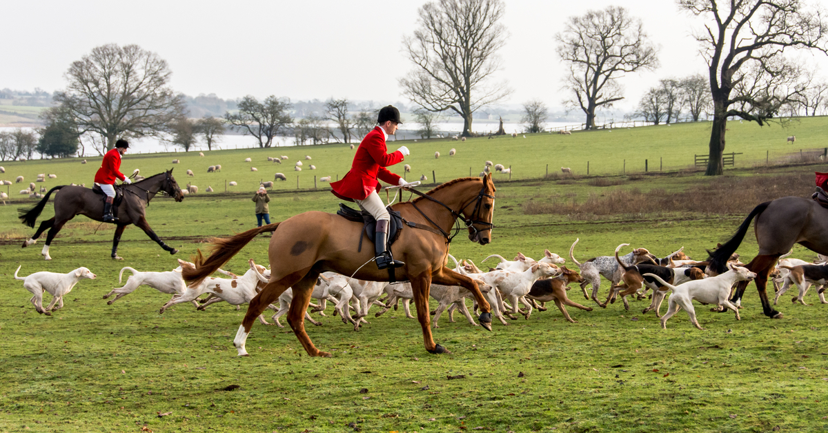 Loi sur le bien-être animal : la chasse et la Corrida absentes des débats