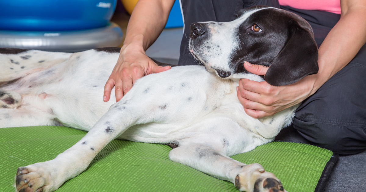 Connaissez-vous lu0027ostéopathie pour animaux ?