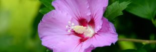 Tous les conseils pour réaliser la taille de l'hibiscus