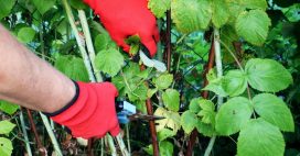 Bien réaliser la taille du framboisier en novembre : attention à la variété !