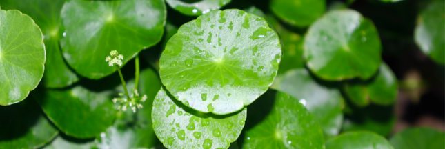 centella asiatica