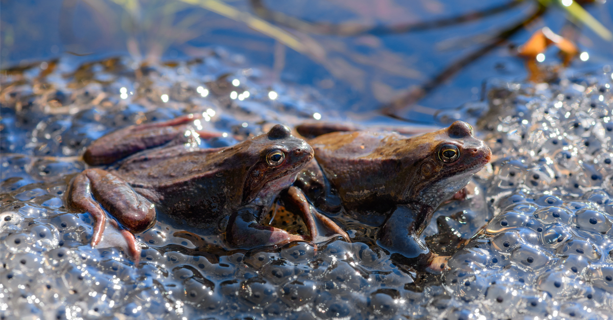 Espèces mal-aimées - Reptiles et amphibiens enfin mieux protégés en France métropolitaine