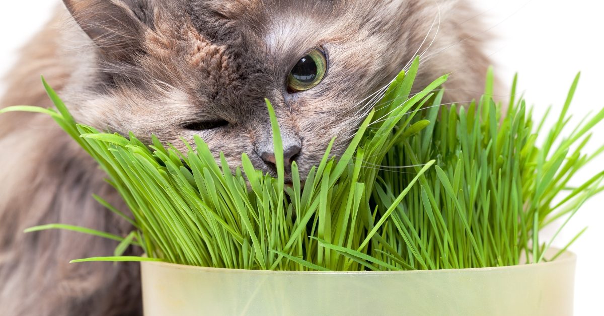 A quoi sert l'herbe à chat et pourquoi en est-il accro ? - Sciences et  Avenir