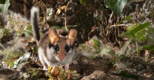 Dans la famille biodiversité ordinaire, protégeons le lérot