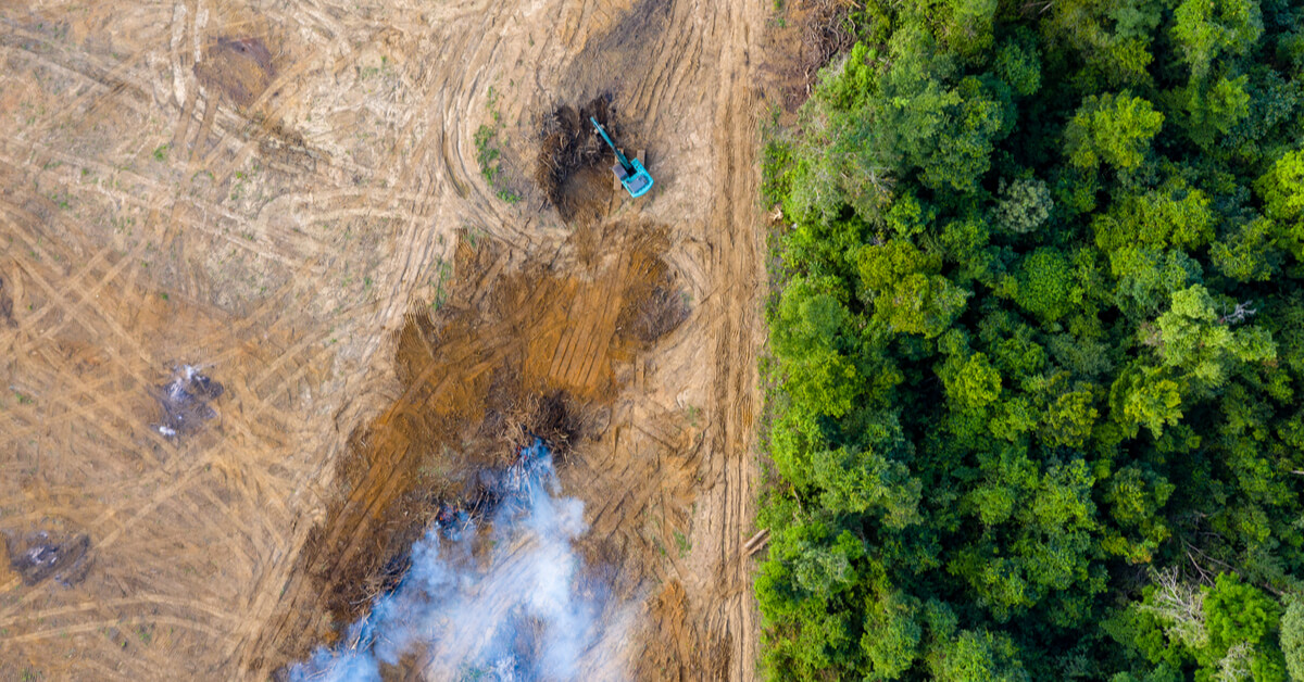 L'alimentation d'un occidental moyen coûte 4 arbres par an à la forêt