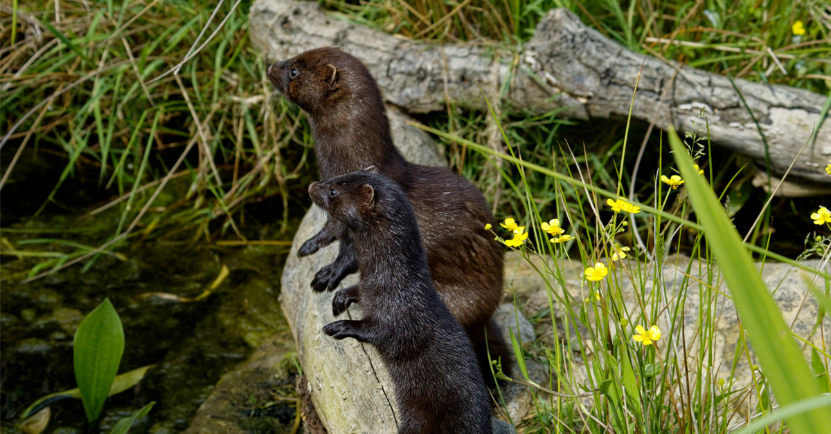 Liste rouge de la biodiversité : 1 espèce sur 5 menacée en France