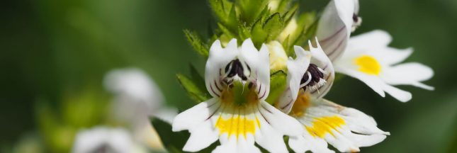 euphrasia officinalis