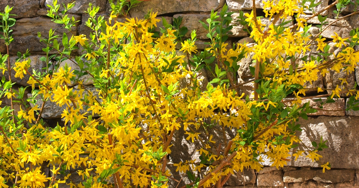 Tous les conseils pour savoir comment tailler le forsythia