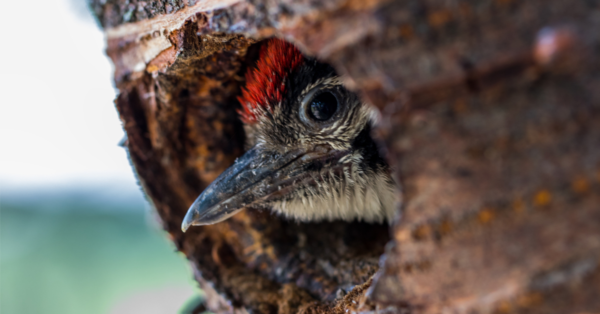 Dans la famille biodiversité ordinaire, protégeons le Pic épeiche