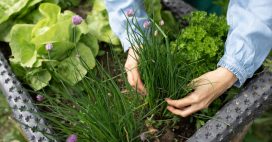 Plantes aromatiques – Comment planter de la ciboulette