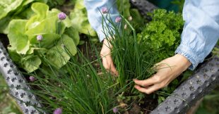 Plantes aromatiques - Comment planter de la ciboulette