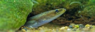 Dans la famille biodiversité ordinaire, protégeons l'anguille d'Europe