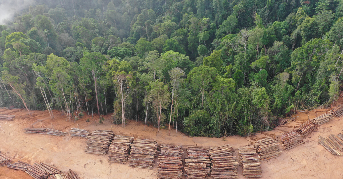 L'Europe est est le 2ème importateur de déforestation tropicale, derrière la Chine !