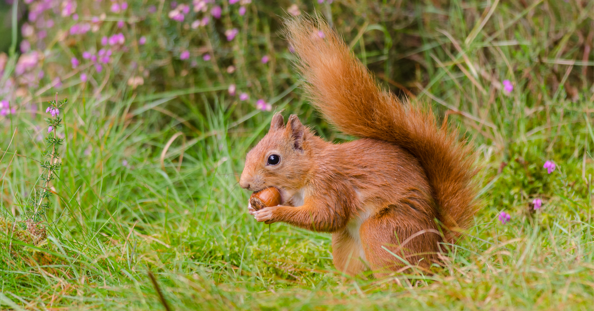 L'écureuil ne mange que des noisettes : Vrai ou faux ?