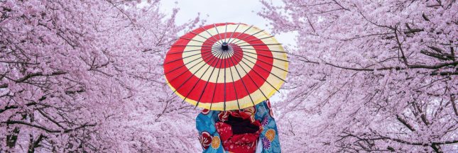 floraison cerisiers japon record